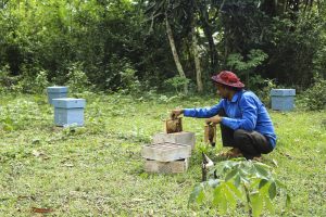 Daily Maintenance Of Hives