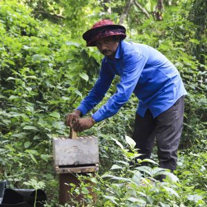 Daily Maintenance Of Hives