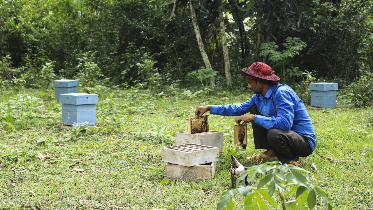 IMG_4322 Daily Maintenance Of Hives